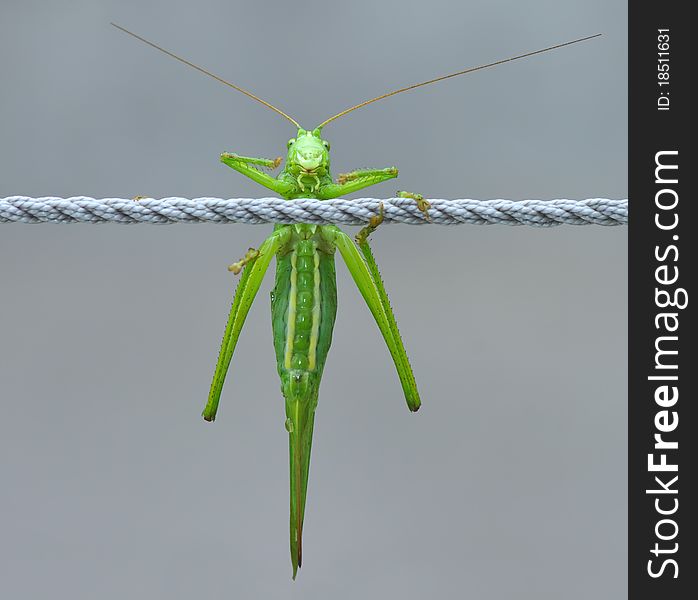 Big green grasshopper on a rope