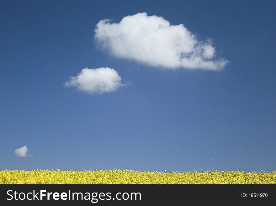 Rape field yellow blue