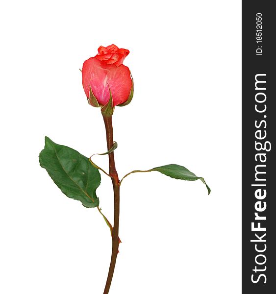 Red Rose Isolated