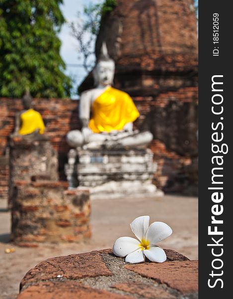 Plumeria flower with old Temple of Ayutthata, Thailand