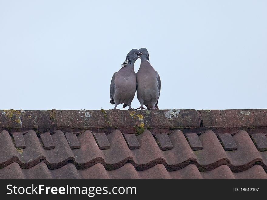 Two Love Birds (Pigeons) kissing up on the roof. Two Love Birds (Pigeons) kissing up on the roof