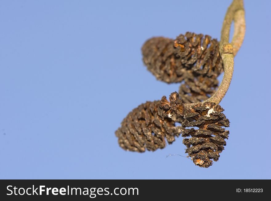 Alder cones - - part of the winter scenery