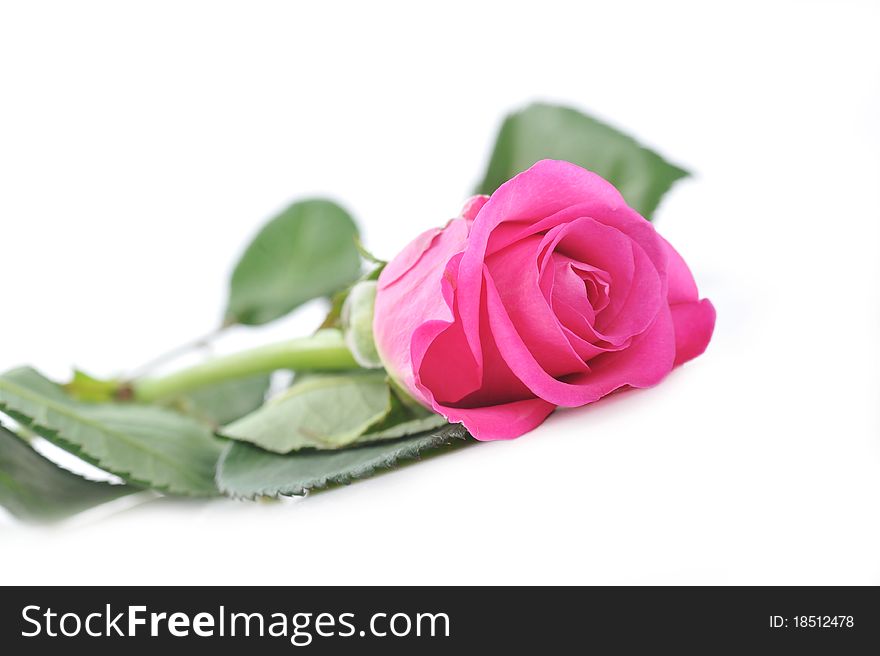 Beautiful pink rose isolated close up
