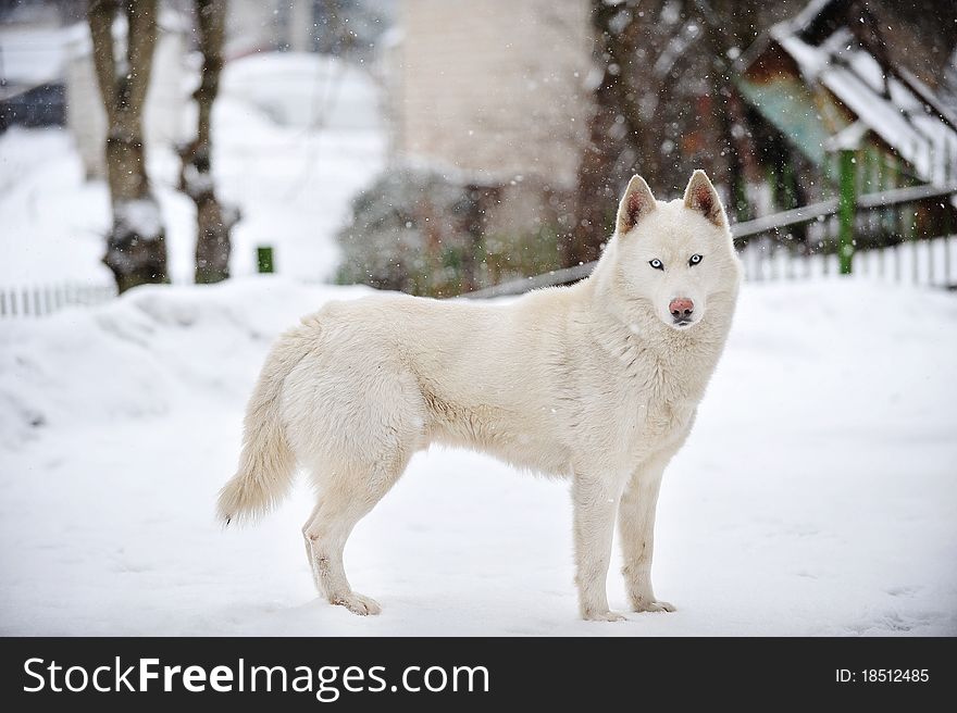 Big white dog standing on snow. winter day. Big white dog standing on snow. winter day