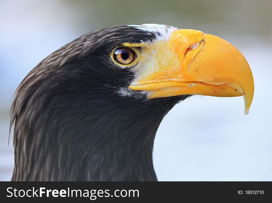 Portrait of an eagle east after dinner. Portrait of an eagle east after dinner.