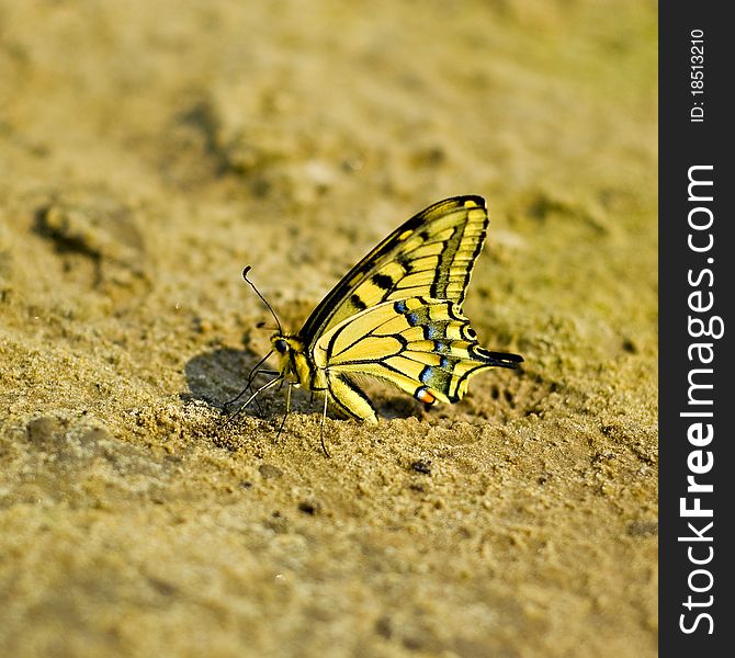 Exotic butterfly in the sand folded wings and brindle pattern is clearly visible