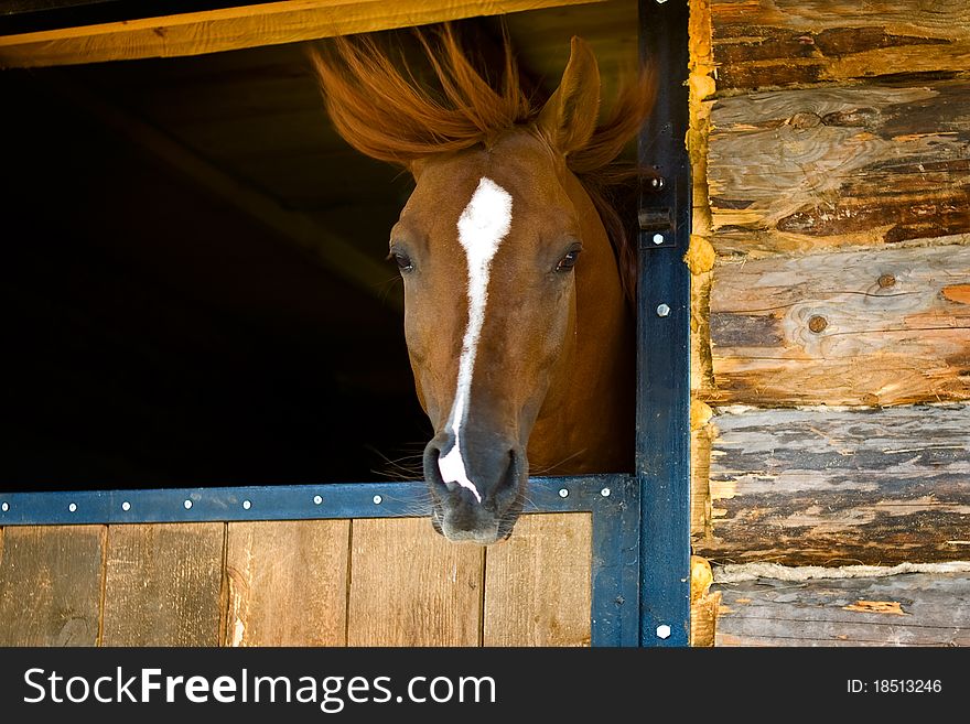 Bay horse lowered his head and the wind awe of his mane. Bay horse lowered his head and the wind awe of his mane