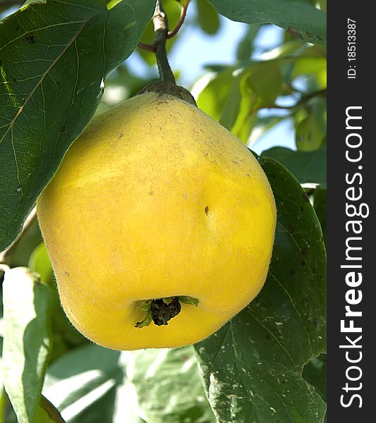 Quinces on the tree, close up, shallow depth of field. Quinces on the tree, close up, shallow depth of field