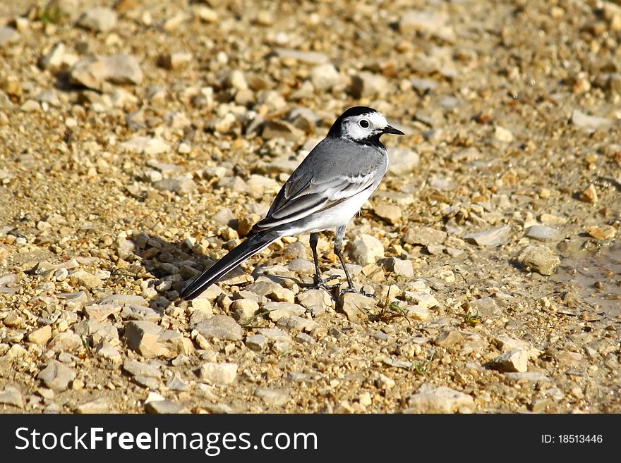 A male wagtail on a stone road background.