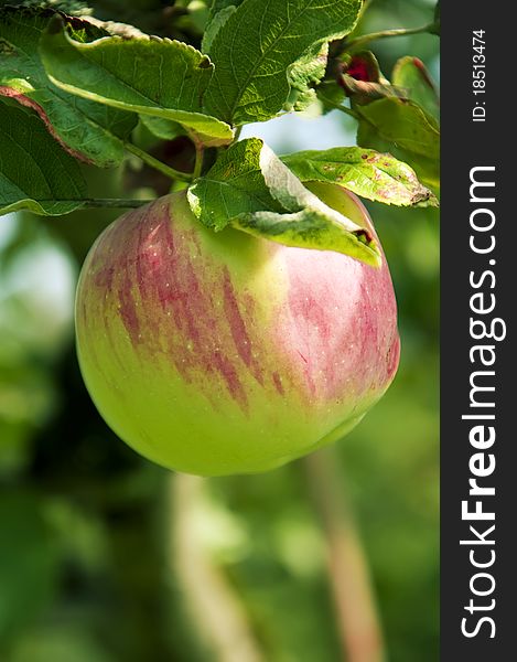 Pink Apple On The Tree, Close Up, Shallow Focus