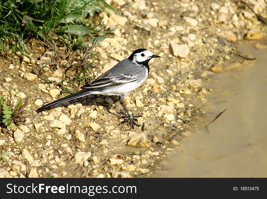 A male wagtail on a stone road background.