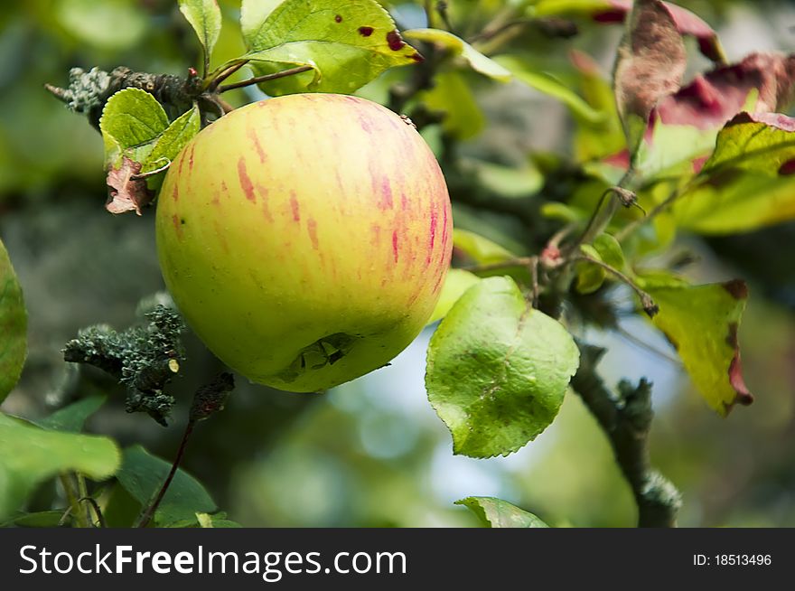 Pink Apple On The Tree, Close Up, Shallow Focus