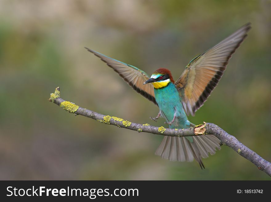 European bee eater on branch