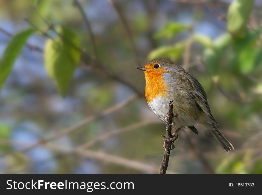 robin bird on the branch