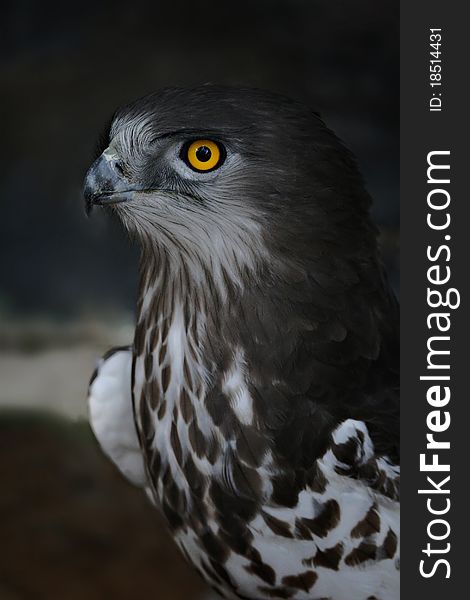 SHORT TOED EAGLE PORTRAIT IN DARK BACKGROUND