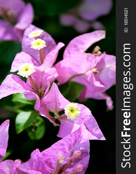 Purple flowers on a hot sunny day