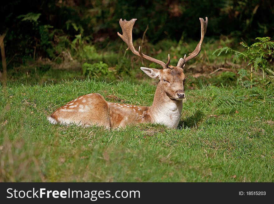 Deer hiding in Bradgate park, Leicestershire