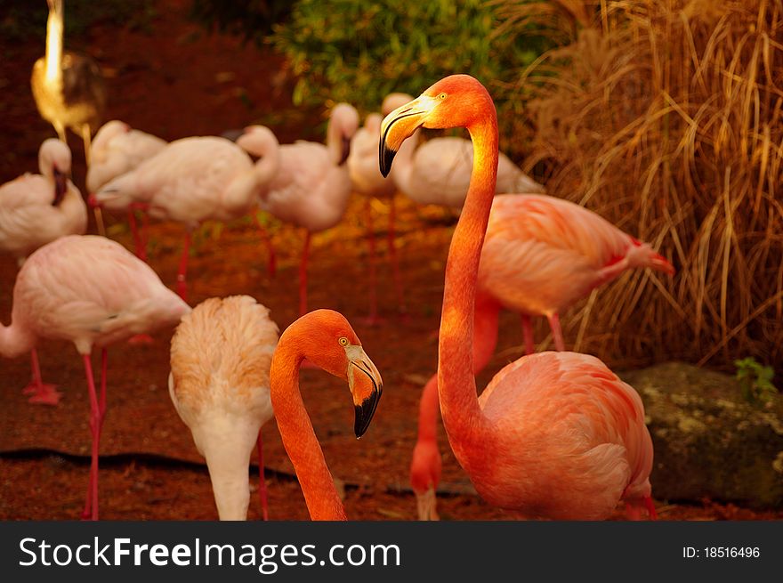 Rose Flamingos At The Luise Park In Mannheim