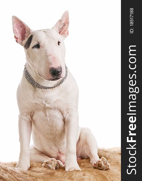 The beautiful white bull terrier sits on a fur fur coat on a white background