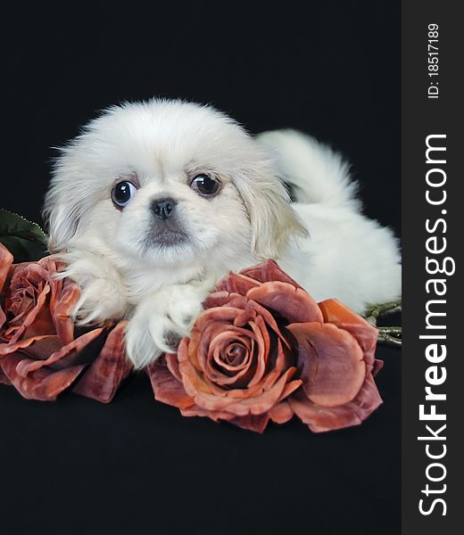 White Pekingese puppy on black back background with roses.