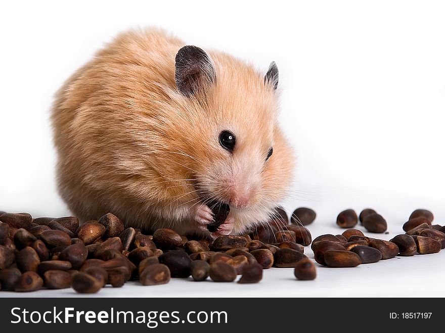 Beautiful beige hamster with pine nuts