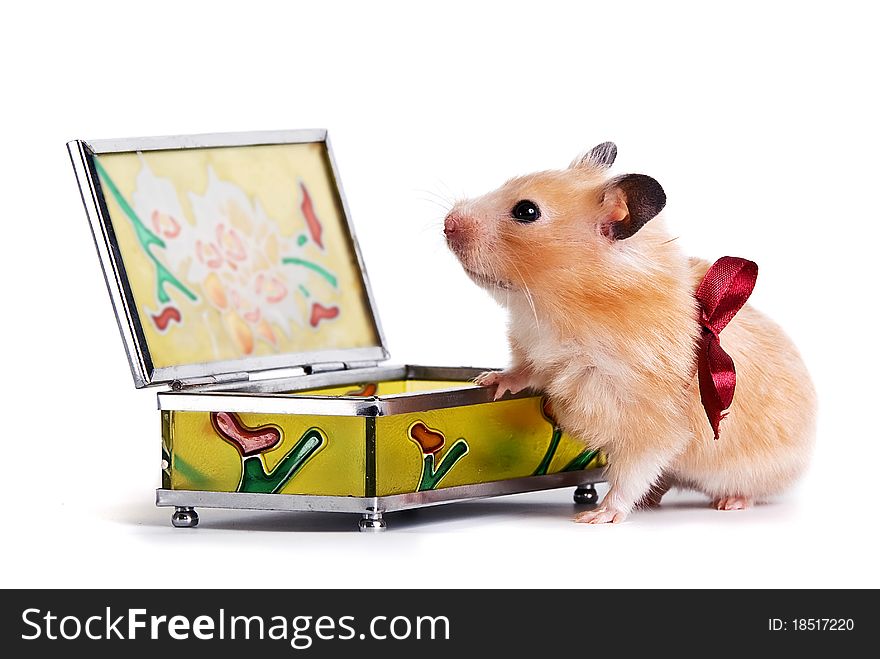 Beautiful beige hamster with a bow and a casket, a gift. Beautiful beige hamster with a bow and a casket, a gift