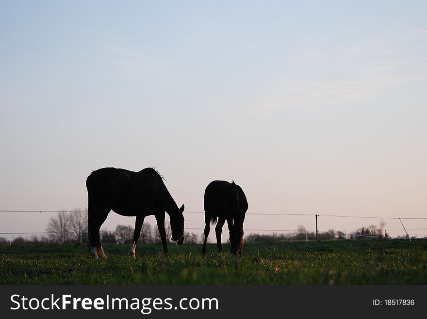 Two horse silhouettes in the evening