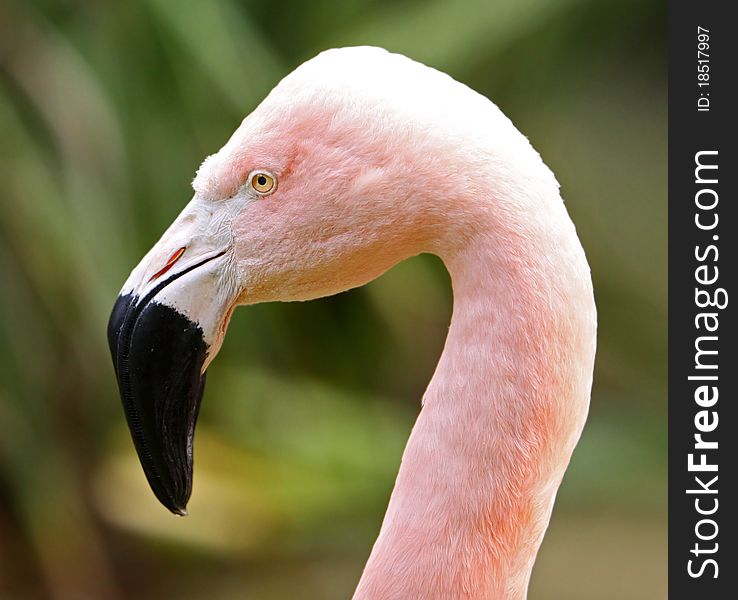 Profile Portrait of a Pink American Flamingo with Focus on Eye. Profile Portrait of a Pink American Flamingo with Focus on Eye