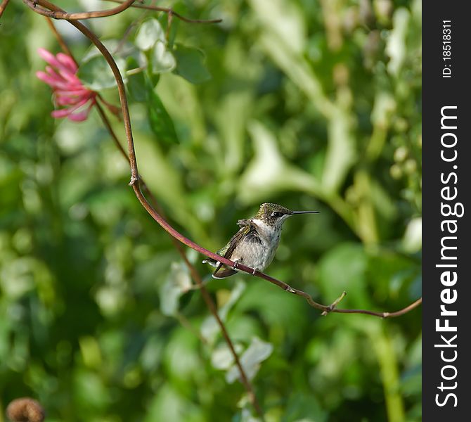 Ruffled Hummingbird.