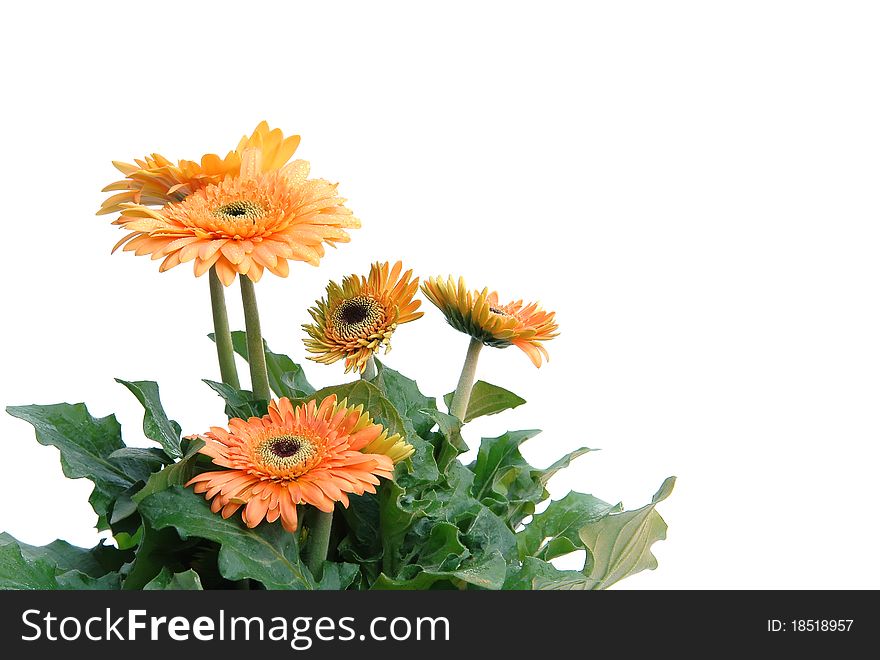 Gerbera flower and white background