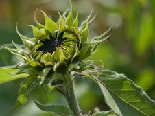 Close-up Of The Green Bud Of A Sunflower. Stock Photo