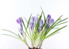 Crocus Flowers On White Royalty Free Stock Photo