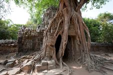 Roots Of Angkor Stock Photo Roots Of Angkor Stock Photo