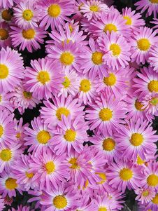 Pink Chrysanthemums Royalty Free Stock Photos Pink Chrysanthemums Royalty Free Stock Photos