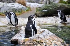 Penguin Royalty Free Stock Photos