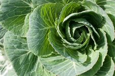 Cabbage Plant Royalty Free Stock Photography