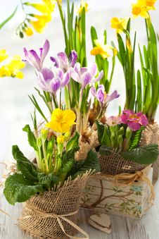 Colorful Spring Flowers Stock Image