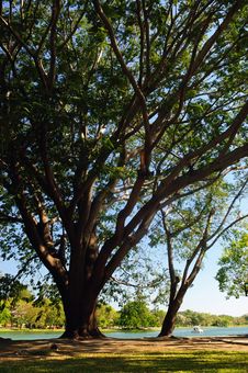 Bigtree Near Lake. Stock Image Bigtree Near Lake. Stock Image