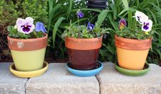 Spring Flowers In Pots Royalty Free Stock Image Spring Flowers In Pots Royalty Free Stock Image