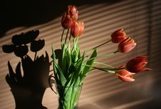 Spring Flowers Red Tulips In Vase Stock Image Spring Flowers Red Tulips In Vase Stock Image