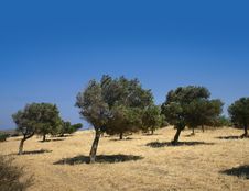 Windy Olive Grove Stock Photography Windy Olive Grove Stock Photography