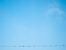 Many Nest Birds Clinging To Power Line Royalty Free Stock Image Many Nest Birds Clinging To Power Line Royalty Free Stock Image