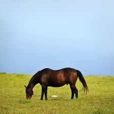 Horse And Duck Eating Grass Royalty Free Stock Photo Horse And Duck Eating Grass Royalty Free Stock Photo