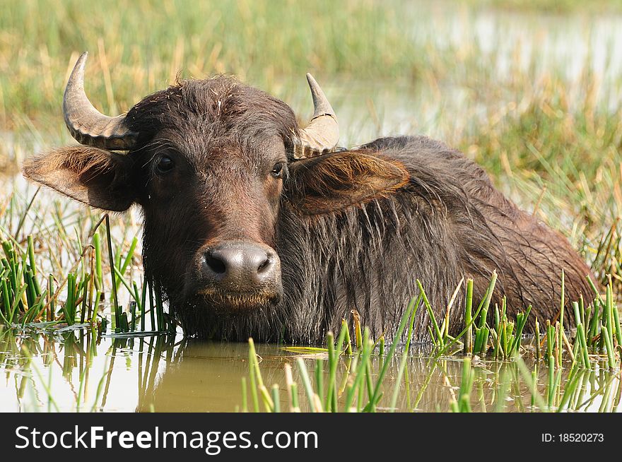 Indian buffalo grazing in marshy swamp area