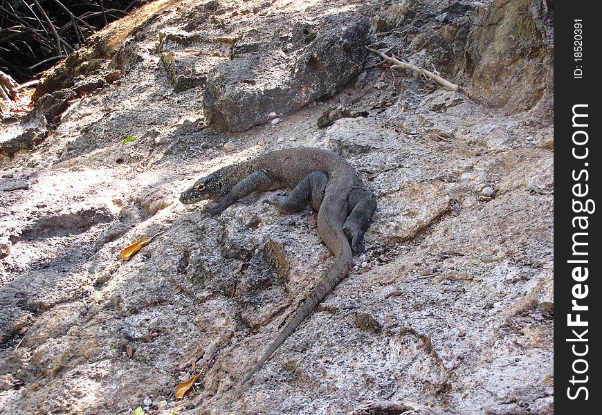 Komodo dragon on Komodo island. In Asia.