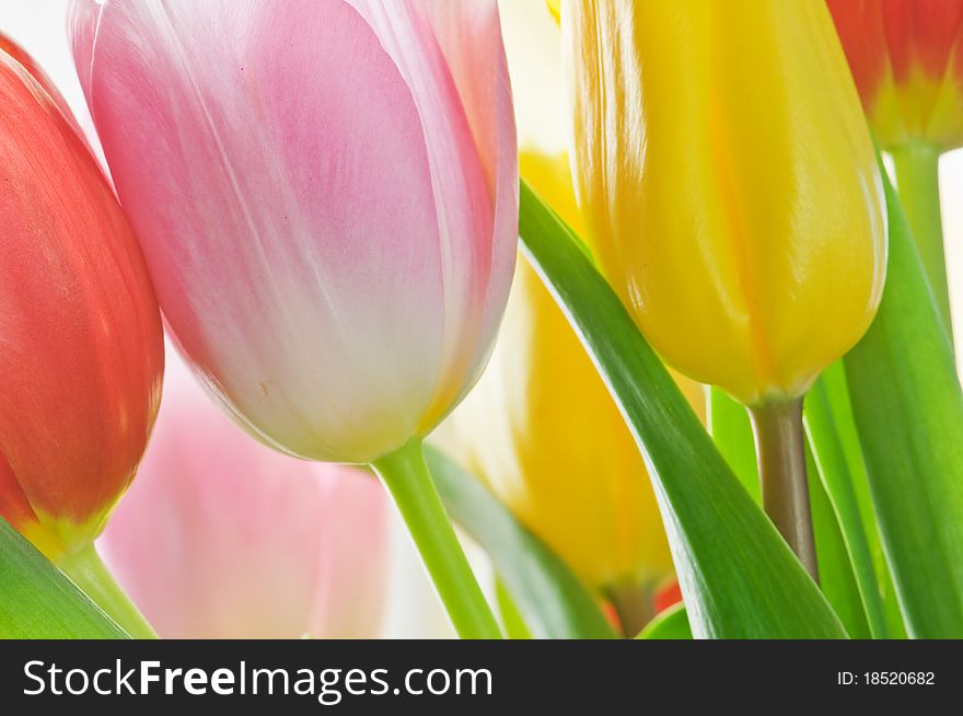 Pink tulips on green background closeup
