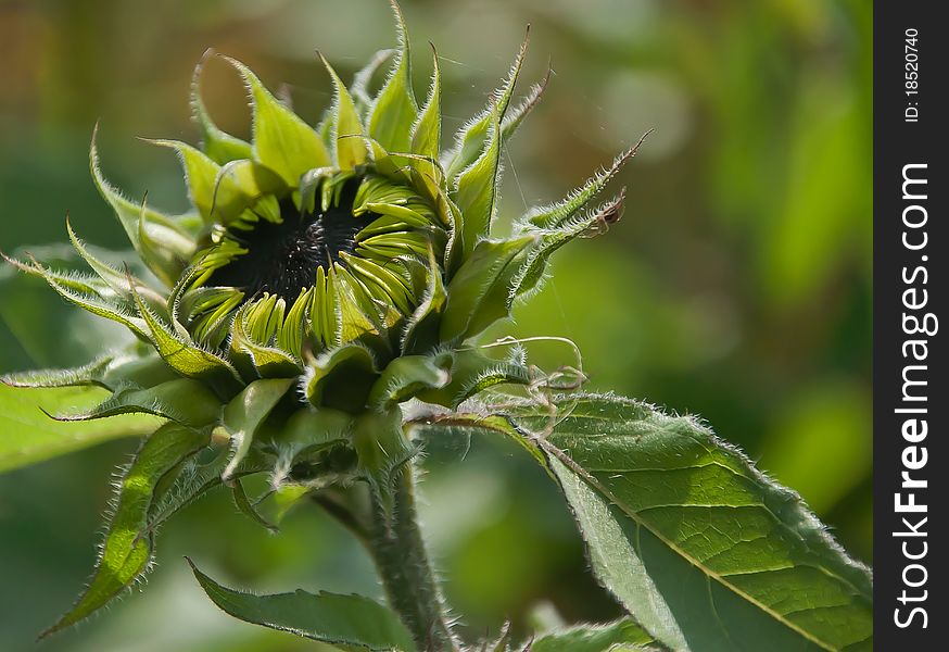 Close-up of the green bud of a sunflower.