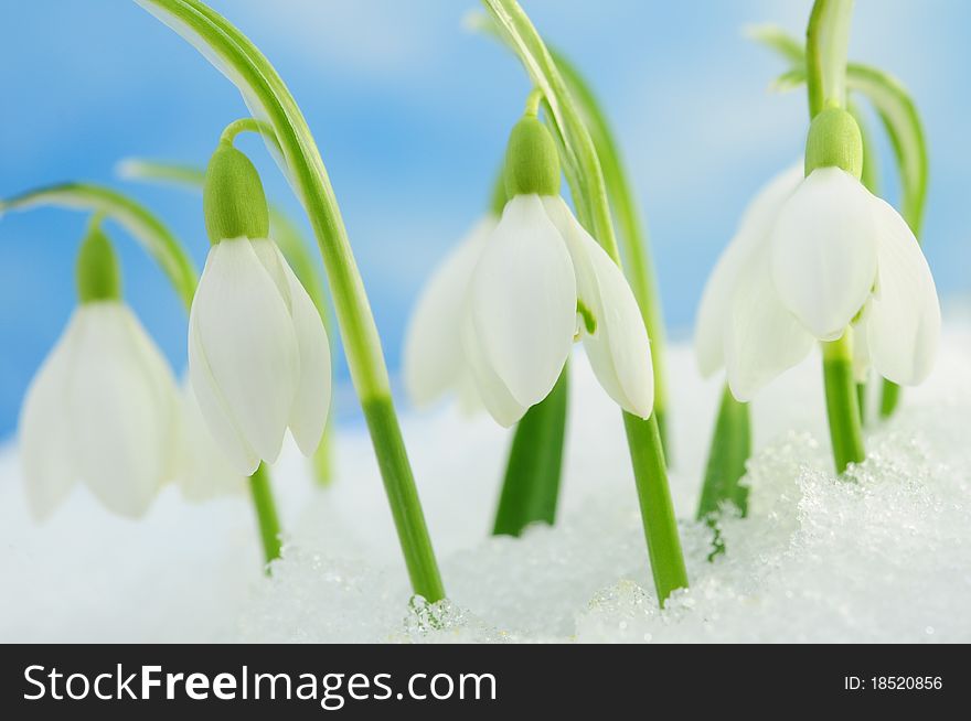 Snowdrops in snow with blurred blue background