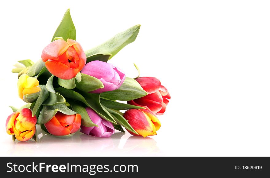 BOuquet of isolated fresh colored tulips on white background. BOuquet of isolated fresh colored tulips on white background