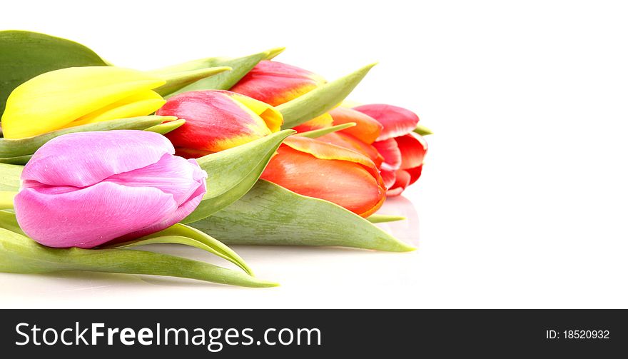 BOuquet of isolated fresh colored tulips on white background. BOuquet of isolated fresh colored tulips on white background